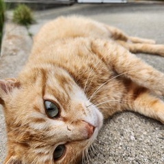 茶トラ　オス　2〜3才くらい