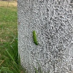 アゲハチョウタマゴの画像