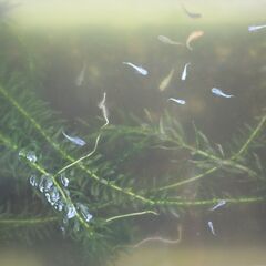 ミックスメダカの若魚譲りますの画像