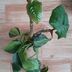 ランキングキーワードに紐づく投稿画像-観葉植物