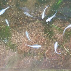 ミックスメダカの若魚譲りますの画像