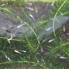ミックスメダカの若魚譲りますの画像