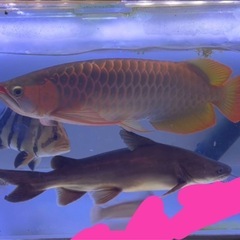 リーズナブルな大型水槽探してます。