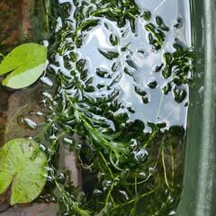 水草　ホテイアオイ　アナカリス　各10 個の画像