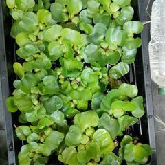 水草　ホテイアオイ　アナカリス　各10 個の画像