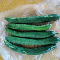 【２４日】野菜の画像