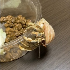 オカヤドカリの画像