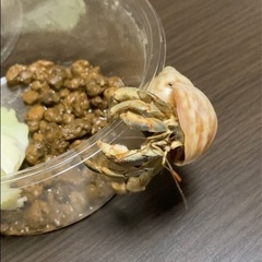 オカヤドカリの画像