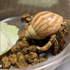 オカヤドカリの画像