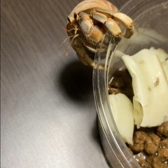 オカヤドカリの画像
