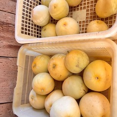 瓜瓜(^ω^≡^ω^)瓜瓜の画像