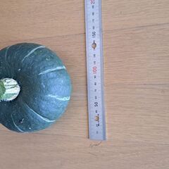 かぼちゃ　家庭菜園で出来過ぎたので大きさ関係なく１個３００円で販売中の画像
