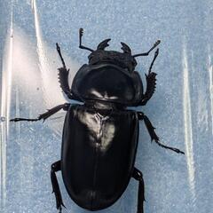 アンタエウスオオクワガタの画像