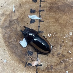 フルストルファーノコギリクワガタ ロンボク島産 ペア♂58mm♀32mmの画像
