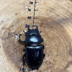インドアンタエウスオオクワガタ♂74.5mm×♀47mm ペアの画像