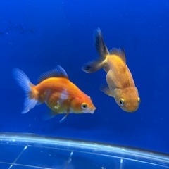 約7〜9センチ３匹⭐︎自家産オランダの画像
