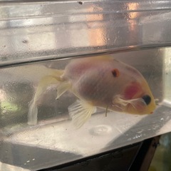 金魚の画像