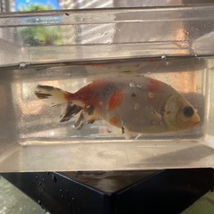 金魚の画像