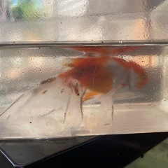 金魚の画像