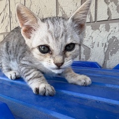 サバトラ、黒猫