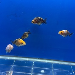 難あり約2〜3センチ⭐︎自家産江戸錦５匹の画像