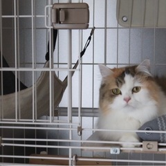 猫ちゃん用　3段ケージ(ステップ付き⭐︎)  の画像