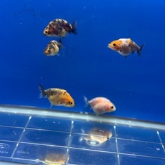 難あり約2〜3センチ⭐︎自家産江戸錦５匹の画像