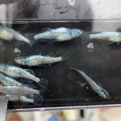 メダカ　ゴブリン針子　10匹の画像