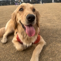 ゴールデンレトリバー1歳10ヶ月