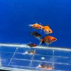 約3〜4センチ５匹⭐︎自家産東錦の子の画像