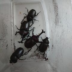 国産カブトムシの画像