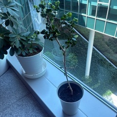 【取引中】観葉植物の画像