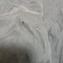 GEORGES RECH　黒半袖Tシャツの画像