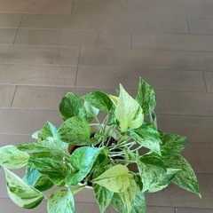 ポトスの画像