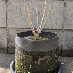 【ジャンク】オージープランツ2種【訳あり】の画像