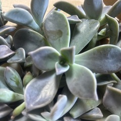 多肉植物　朧月の画像