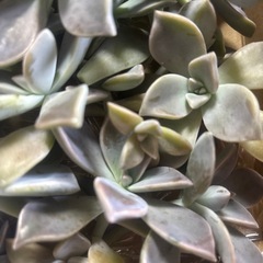 多肉植物　朧月の画像