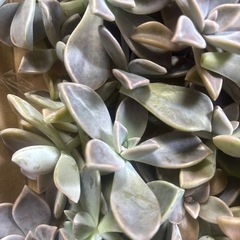 多肉植物　朧月の画像