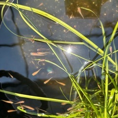 めだか  楊貴妃 ヒメダカの画像