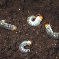 サキシマヒラタクワガタ　2令幼虫　3頭の画像