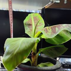 ドワーフモンキーバナナの画像