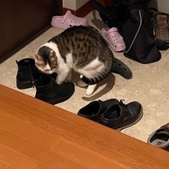 2歳の男の子、ワクチン済み - 猫