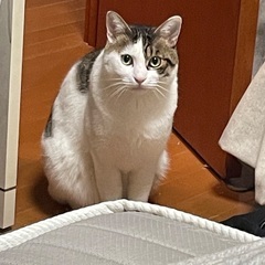 2歳の男の子、ワクチン済み − 東京都