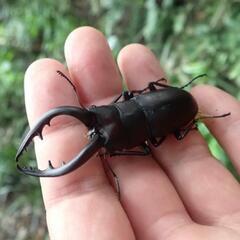 自由研究 標本 クワガタ譲って下さい