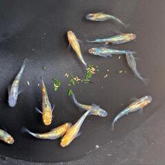 🌱‬草餅めだか春生まれ10匹‪③🌱‬の画像