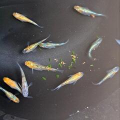 🌱‬草餅めだか春生まれ10匹‪③🌱‬の画像