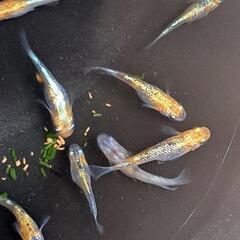 🌱‬草餅めだか春生まれ10匹‪③🌱‬の画像
