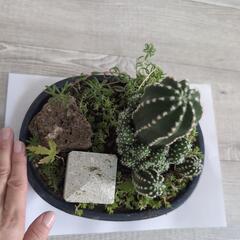 観葉植物　インテリアの画像