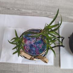 観葉植物　インテリアの画像