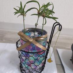 観葉植物　インテリアの画像